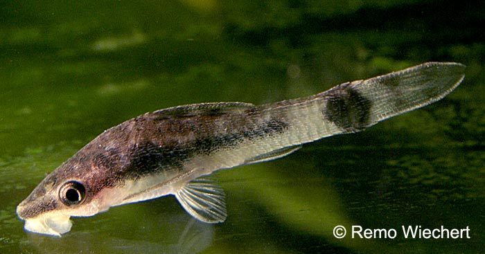Otocinclus macrospilus