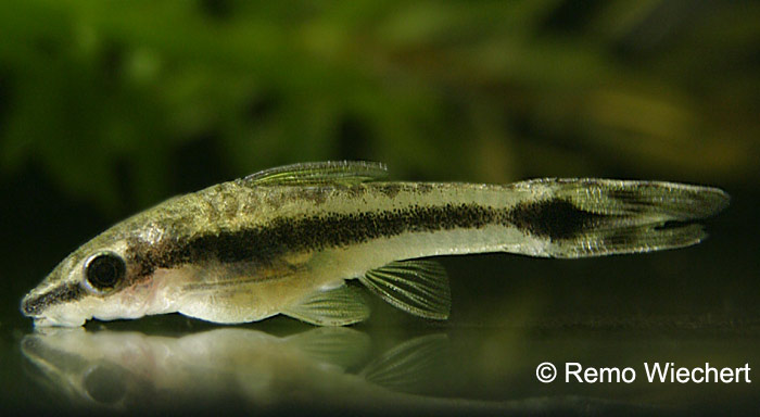Otocinclus vittatus
