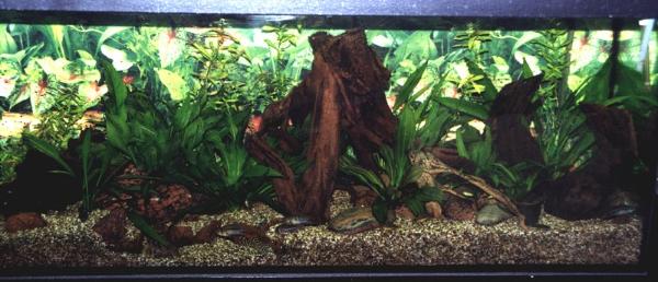 240er Haltungs- und Zuchtbecken